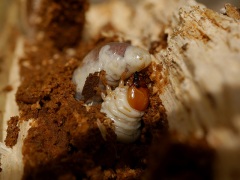 クワガタの幼虫 クワガタの幼虫