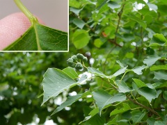 ナンキンハゼの蜜腺と果実 ナンキンハゼの蜜腺と果実