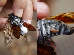 アブラゼミに寄生したセミヤドリガ アブラゼミに寄生したセミヤドリガ