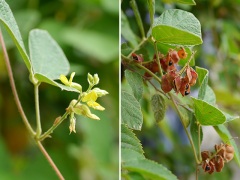タンキリマメの花と果実 タンキリマメの花と果実