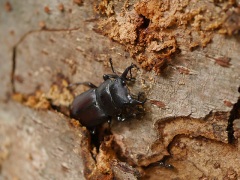 コクワガタ コクワガタ