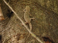 ヤモリ ヤモリ