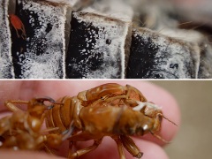 アブラゼミの気門と抜け殻の気門の跡 アブラゼミの気門と抜け殻の気門の跡