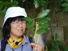 ヤブニッケイのコクサギ型序 ヤブニッケイのコクサギ型序