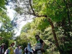 アカマツの解説 アカマツの解説