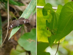 ダイミョウセセリと幼虫巣の跡 ダイミョウセセリと幼虫巣の跡