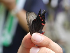 アゲハモドキ アゲハモドキ