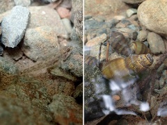 ヨシノボリとカワニナ ヨシノボリとカワニナ