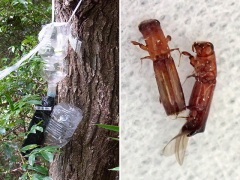 ペットボトルトラップとトラップで捕獲したカシノナガキクイムシ ペットボトルトラップとトラップで捕獲したカシノナガキクイムシ