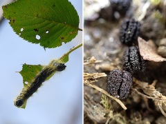 モンクロシャチホコの幼虫とフン モンクロシャチホコの幼虫とフン