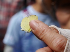 キタキチョウ キタキチョウ