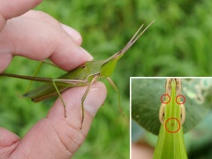 ショウリョウバッタとその単眼 ショウリョウバッタとその単眼
