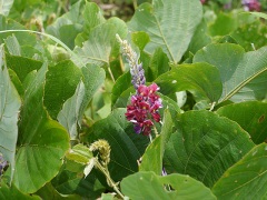 クズの花 クズの花