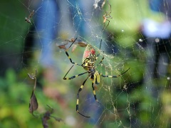 オオツマグロヨコバイを捕食するジョロウグモ