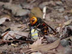 ジョロウグモを捕食するオオスズメバチ