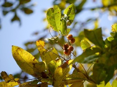 ムクロジの果実 ムクロジの果実