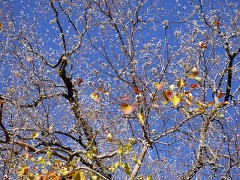 ナンキンハゼの紅葉・黄葉と果実 ナンキンハゼの紅葉・黄葉と果実
