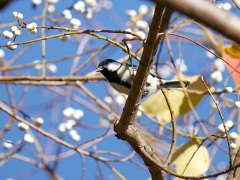 シジュウカラ シジュウカラ