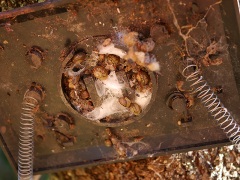 カタツムリの冬越し カタツムリの冬越し