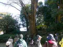 とよはしの巨木・名木の豊橋公園のケヤキ2 とよはしの巨木・名木の豊橋公園のケヤキ2