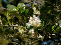 ヒイラギの花 ヒイラギの花
