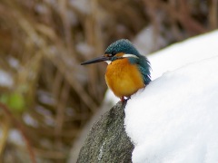 カワセミ カワセミ