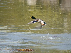 マガモの飛翔