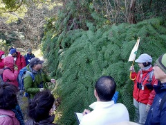 ウラジロの解説