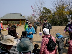 カンヒザクラの解説