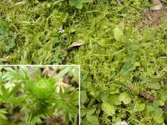 メリケントキンソウ メリケントキンソウ