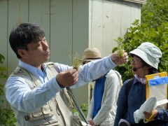 スズメノカタビラ(右手、一年草)とアオスズメノカタビラ(左手、多年草)の違い スズメノカタビラ(右手、一年草)とアオスズメノカタビラ(左手、多年草)の違い