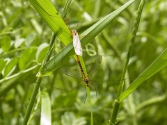 ガガンボの交尾 ガガンボの交尾