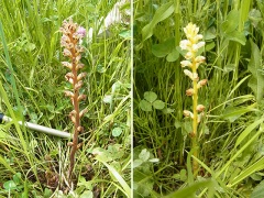 ヤセウツボとヤセウツボのアルビノ ヤセウツボとヤセウツボのアルビノ