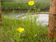 オオキンケイギク オオキンケイギク