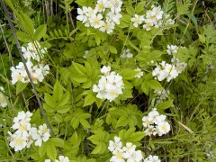 ノイバラ ノイバラ