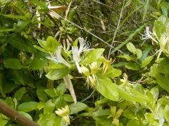 スイカズラ スイカズラ