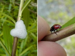 アワフキムシ アワフキムシ