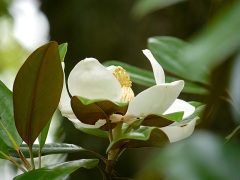 タイサンボクの花