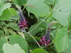 クズの花 クズの花