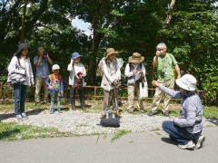 沖野で採取した草本 沖野で採取した草本