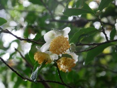 お茶の花 お茶の花