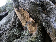 コウヤクタケ コウヤクタケ