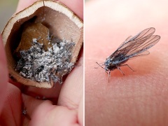 虫こぶの中の虫 虫こぶの中の虫