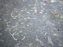 イノシシの蹄跡