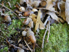 コナラのどんぐり