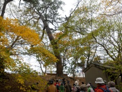 46 豊橋公園のクロマツ1 46 豊橋公園のクロマツ1