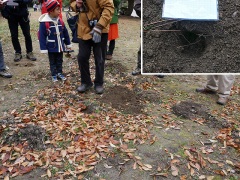コウベモグラのモグラ塚 コウベモグラのモグラ塚
