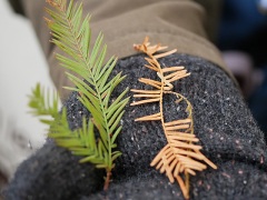 ラクウショウとメタセコイアの葉による見分け方 ラクウショウとメタセコイアの葉による見分け方