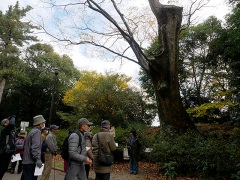 42 豊橋公園のケヤキ2 42 豊橋公園のケヤキ2