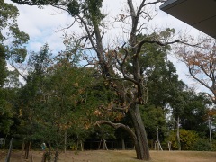 45 豊橋公園のアメリカキササゲ(ハナキササゲ) 45 豊橋公園のアメリカキササゲ(ハナキササゲ)